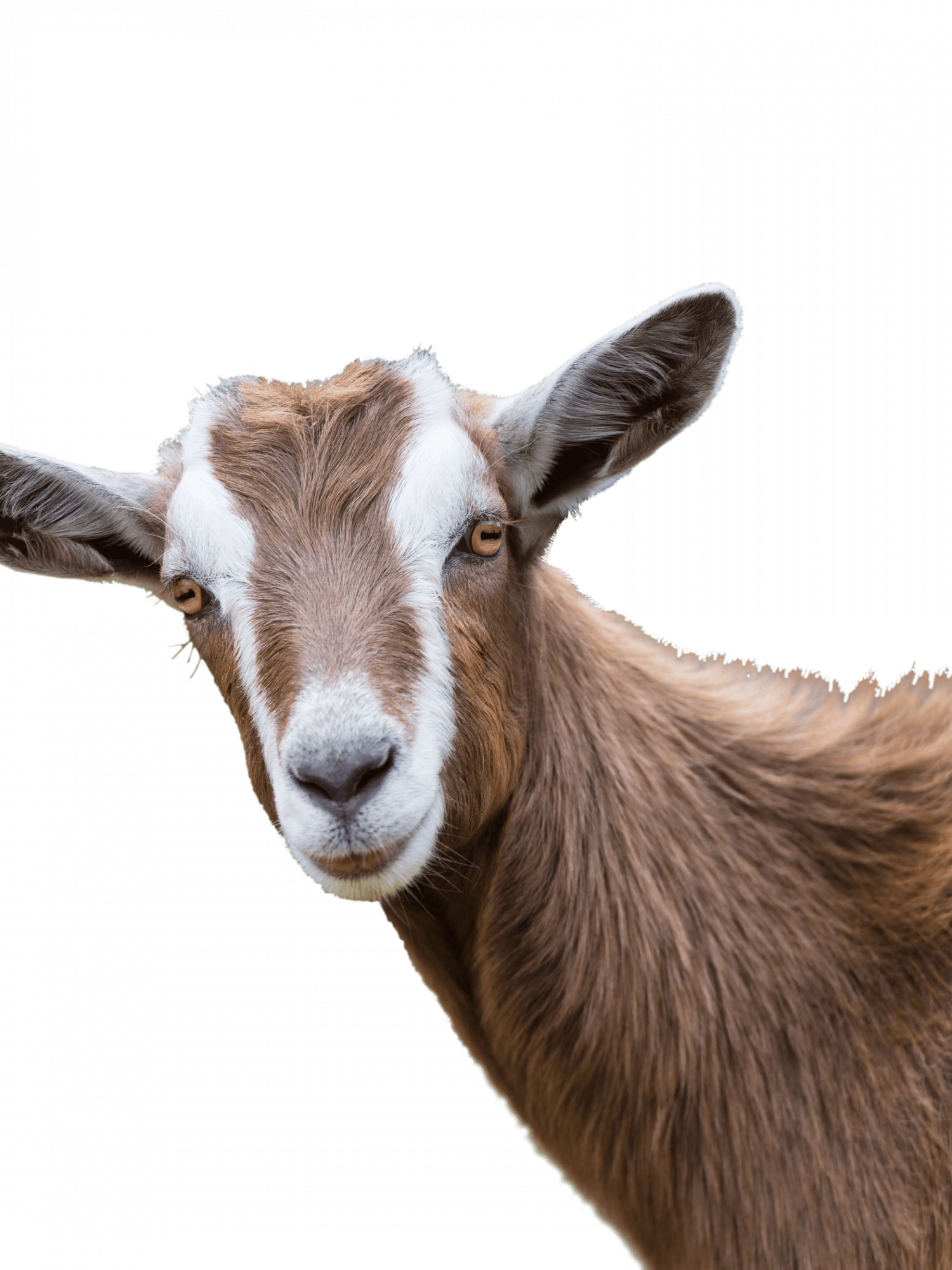 brown-goat-1